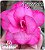 Rosa do Deserto Enxerto Swazicum - Alexandra - Imagem 1