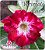 Rosa do Deserto Enxerto - Variegata Louise - Imagem 1
