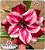 Rosa do Deserto Enxerto - CO-319 - Imagem 1