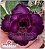 Rosa do Deserto Enxerto - Purple Heart - Imagem 1