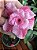 Rosa do Deserto Enxerto - EV-126 - Flor Tripla - Imagem 2
