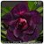 Rosa do Deserto Muda de Enxerto - EV-491 - Flor Dobrada Roxa - Imagem 2