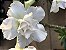 Rosa do Deserto Muda de Semente - Branca Flor Dobrada - Imagem 2