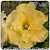 Rosa do Deserto Enxerto - Bridal Bouquet (Enxerto Grande) - Imagem 2