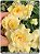 Rosa do Deserto Enxerto - Bridal Bouquet (Enxerto Grande) - Imagem 1