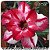 Rosa do Deserto Muda de Enxerto - TS-014 - Flor Dobrada - Imagem 1