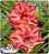 Rosa do Deserto Enxerto - Orange Fox (CO-1101) Pequena - Imagem 1