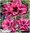 Rosa do Deserto Enxerto - Crison Tide - Imagem 1