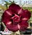 Rosa do Deserto Enxerto - JA52 - Imagem 1