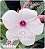 Rosa do Deserto Enxerto - Swazicum White Cherry (Pequena) - Imagem 1