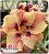 Rosa do Deserto Enxerto - CO-1035 - Imagem 1
