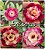 Rosa do Deserto Enxerto - Encantus (Pequena) - Imagem 1