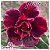 Rosa do Deserto Enxerto - Gilmara K - Imagem 1
