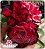 Rosa do Deserto Enxerto - Scarlet - Imagem 1