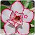 Rosa do Deserto Muda de Enxerto - EVM-084 - Flor Dobrada - Imagem 1