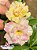 Rosa do Deserto - Sementeira Planta 0002/23 - Imagem 1
