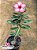 Rosa do Deserto - Sementeira Planta 0003/23 - Imagem 2