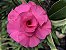 Rosa do Deserto Muda de Enxerto - TW-4 - Flor Tripla - Imagem 1