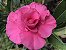 Rosa do Deserto Muda de Enxerto - TW-4 - Flor Tripla - Imagem 2