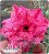 Rosa do Deserto Enxerto - Luxury - Imagem 1