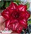 Rosa do Deserto Enxerto - RUBBY - Imagem 1