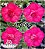 Rosa do Deserto Enxerto - AYSHA (Pequena) - Imagem 1