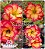 Rosa do Deserto Enxerto - Califórnia - Pote 20 - Imagem 1