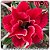 Rosa do Deserto Muda de Enxerto - TS-029 - Flor Dobrada - Imagem 1