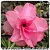 Rosa do Deserto Muda de Enxerto - TH-4 (Pequena) - Imagem 1