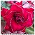 Rosa do Deserto Muda de Enxerto - OSOLA 2 - Flor Dobrada Vermelha - Imagem 1
