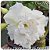 Rosa do Deserto Muda de Enxerto - TS-274 - Flor Tripla - Imagem 1