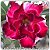 Rosa do Deserto Muda de Enxerto - TS-034 - Flor Dobrada - Imagem 1