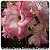 Rosa do Deserto Muda de Enxerto - TS-001 - Flor Dobrada - Imagem 1