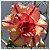 Rosa do Deserto Muda de Enxerto - Yellow Aroma - Flor Tripla - Imagem 1