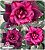 Rosa do Deserto Enxerto - NEBULOSA PINK - Imagem 1