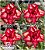 Rosa do Deserto Enxerto - Mini Size DF Five - Imagem 1