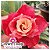 Rosa do Deserto Enxerto - RA33 - Imagem 1