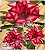 Rosa do Deserto Enxerto - CO-789 - Pote 25 - Imagem 1