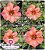 Rosa do Deserto Enxerto - Morena Tropicana - Imagem 1