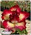 Rosa do Deserto Enxerto - Mini Size DF One - Pote 25 - Imagem 1