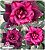Rosa do Deserto Enxerto - Nebulosa Pink - Pote 25 - Imagem 1