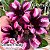 Rosa do Deserto Enxerto - Tannat - Imagem 1