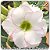 Rosa do Deserto Muda de Enxerto - TS-022 - Flor Dobrada - Imagem 1