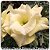 Rosa do Deserto Muda de Enxerto - TS-033 - Flor Dobrada - Imagem 1