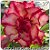 Rosa do Deserto Muda de Enxerto - TS-317 - Flor Tripla - Imagem 1