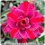 Rosa do Deserto Muda de Enxerto - TS-301 - Flor Tripla - Imagem 1