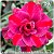 Rosa do Deserto Enxerto - TS-301 - Flor Tripla - Imagem 1