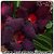 Rosa do Deserto Muda de Enxerto - TS-121 - Flor Dobrada - Imagem 1