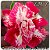 Rosa do Deserto Muda de Enxerto - LM-07 - Flor Dobrada - Imagem 1