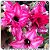 Rosa do Deserto Muda de Enxerto - LM-19 - Flor Dobrada - Imagem 1
